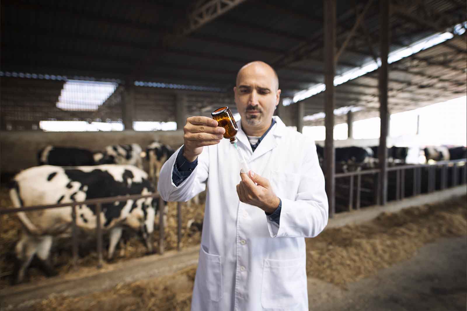 imagem de um médico veterinário preparando uma dose de vacina em um galpão com diversos bovinos no fundo 