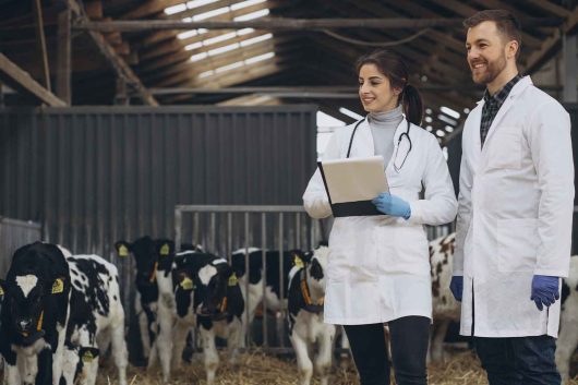 imagem de um dois médicos veterinários em um galpão com bovinos de dia