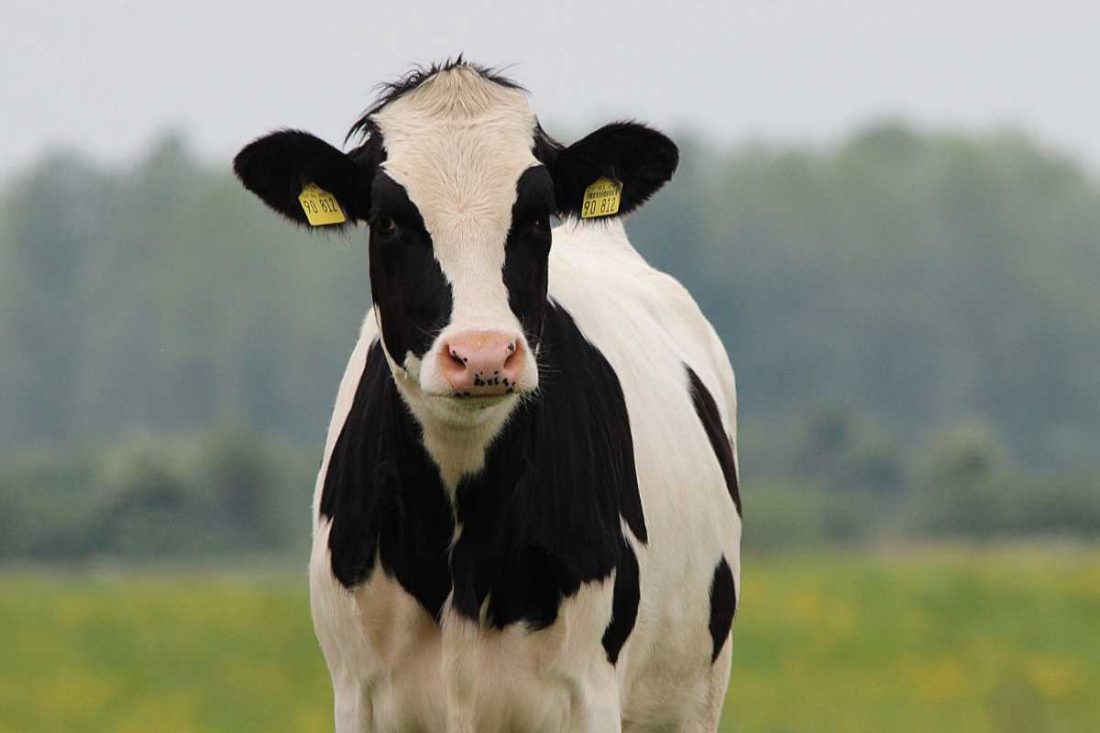 vaca no meio da tela em um pasto