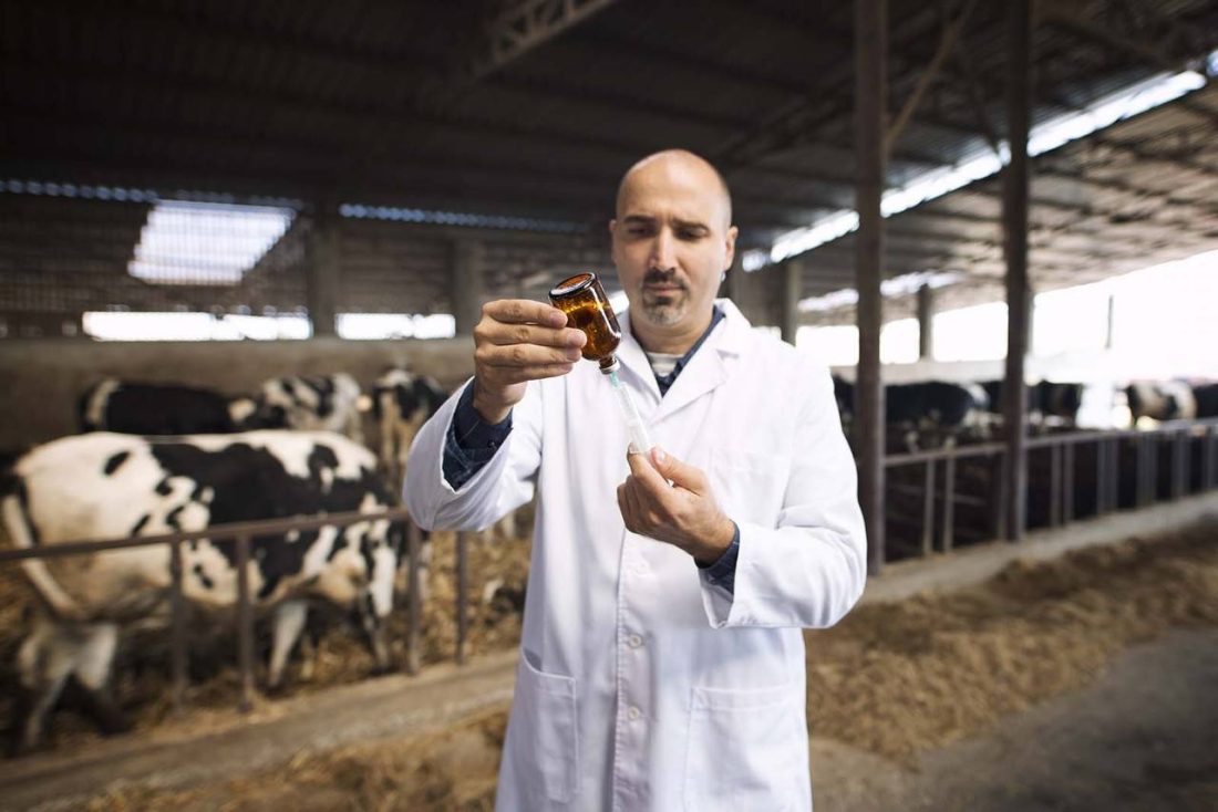 Imagem de um médico veterinário segurando uma seringa em um galpão com bovinos ao redor de dia 