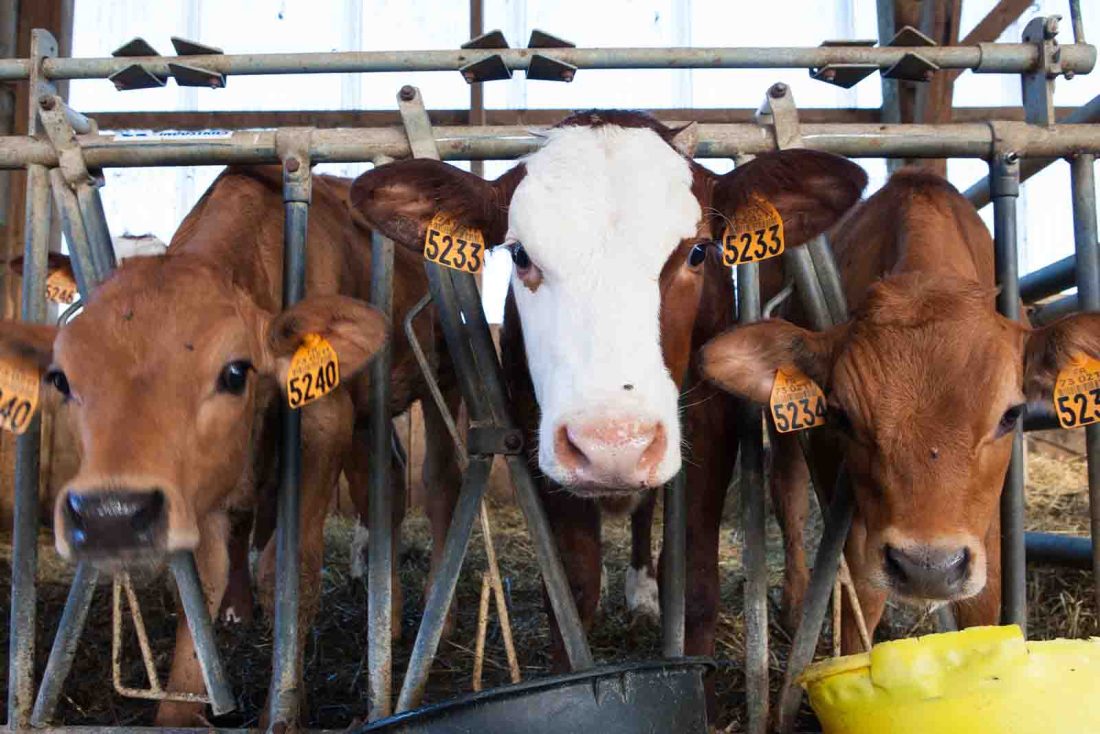 Imagem de um trio de bovinos em um alimentadouro de dia 