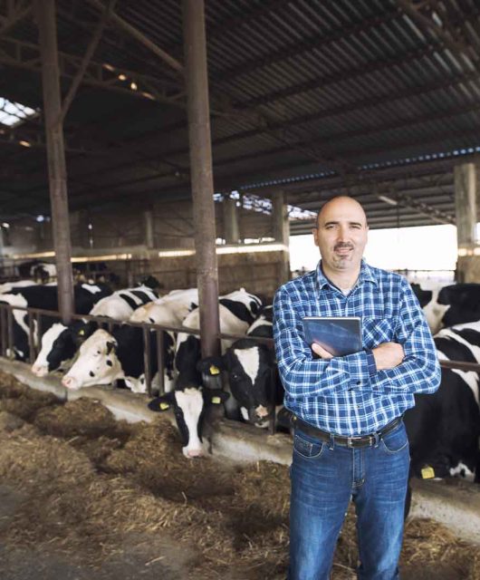 Imagem de um senhor em seu galpão com gados no confinamento de dia