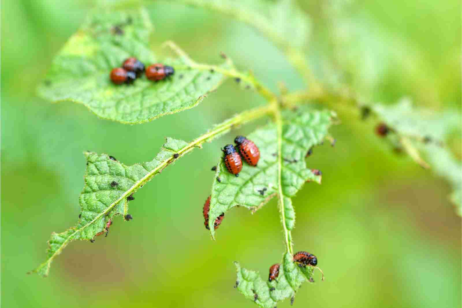 insetos comendo folha plantação