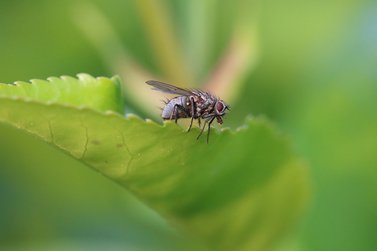 Imagem de um mosca em cima uma folha de planta 