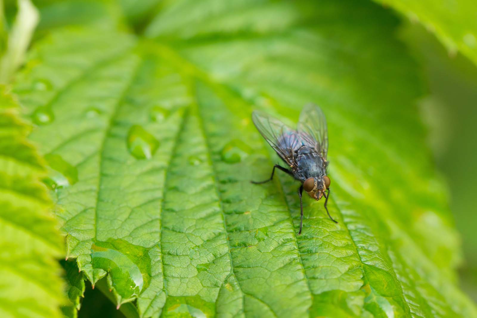 Imagem de uma mosca em cima de uma folha de planta 