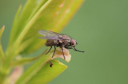 Imagem de uma mosca em cima de uma folha de planta