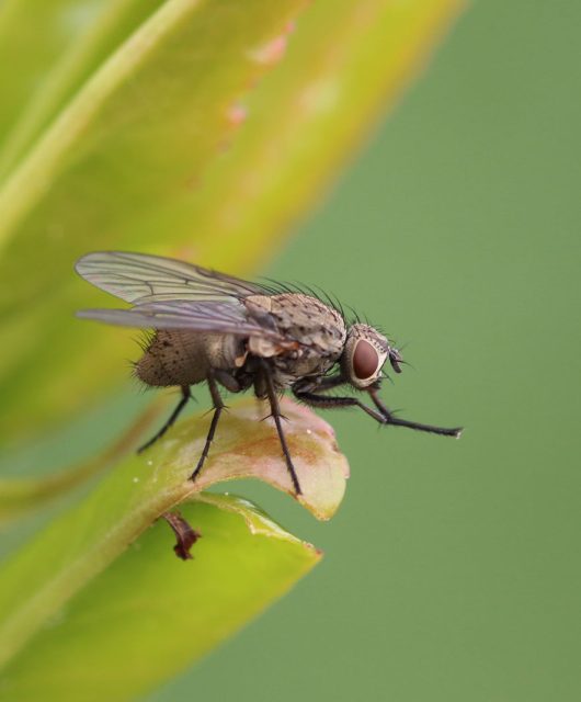 Imagem de uma mosca em cima de uma folha de planta
