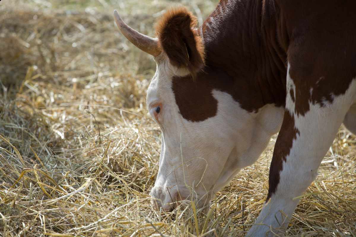 boi Hereford comendo