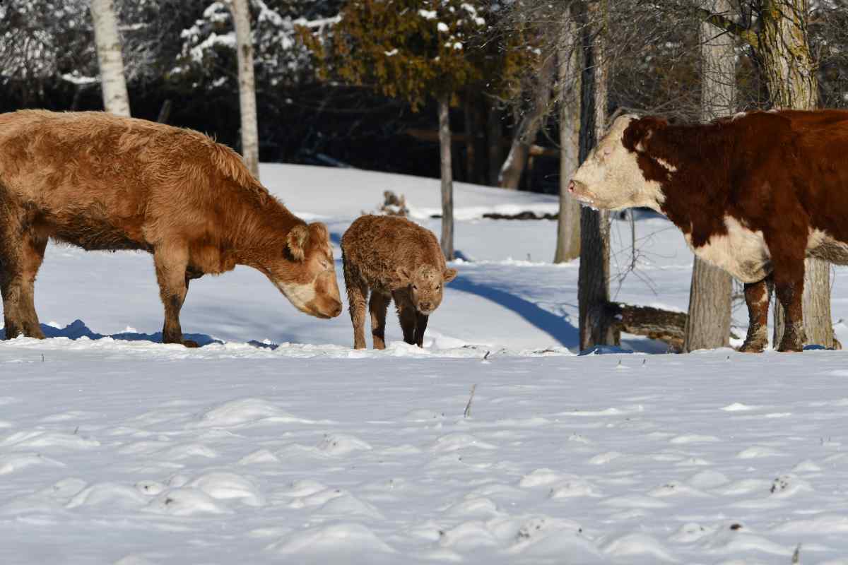 três bois Hereford no frio na neve