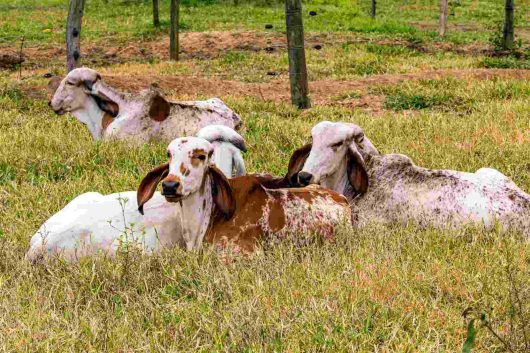 bois gir deitado no pasto