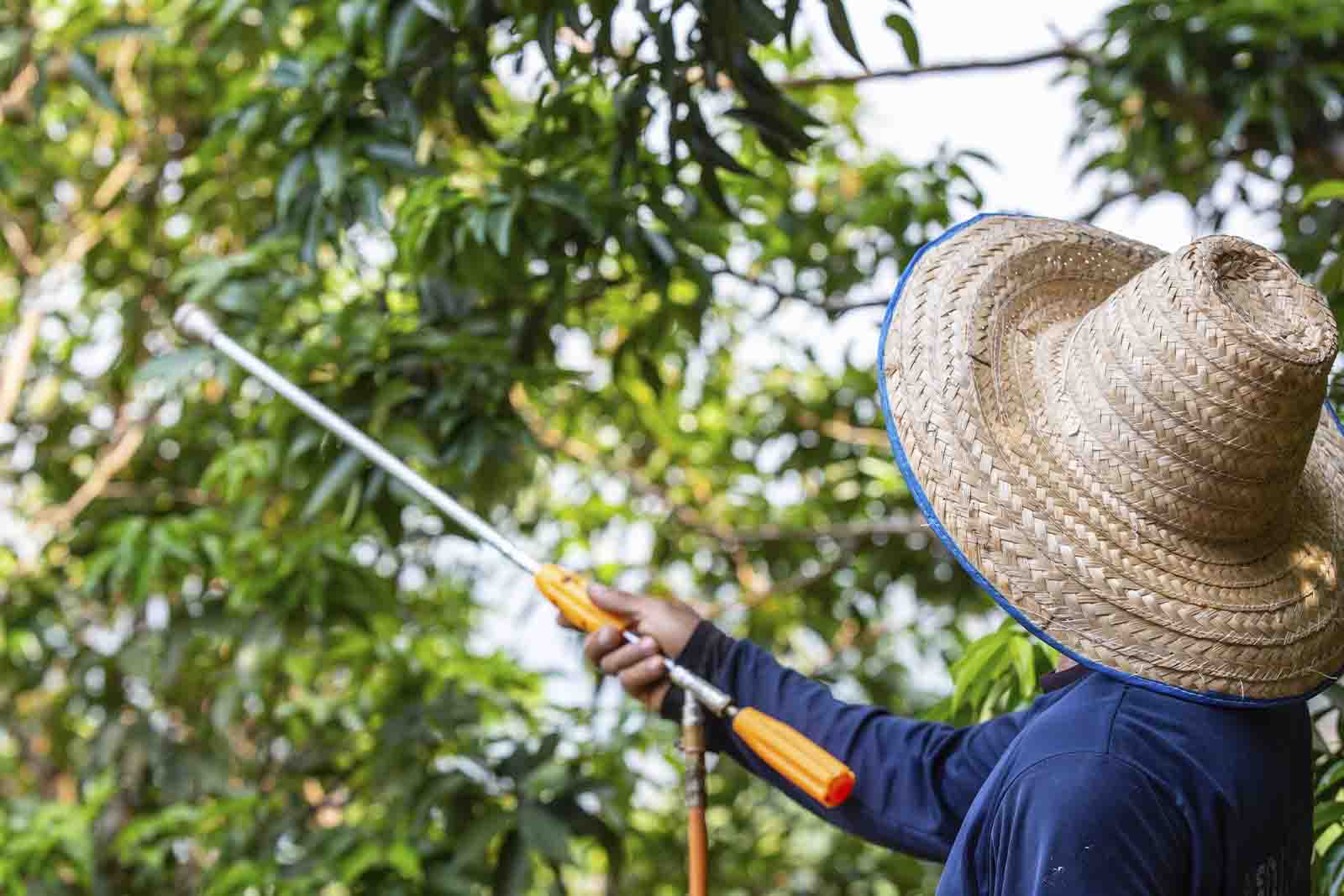 Imagem de um fazendeiro de costas e com chapéu de palha, aplicando veneno contra formigas em suas árvores da fazenda, de dia 