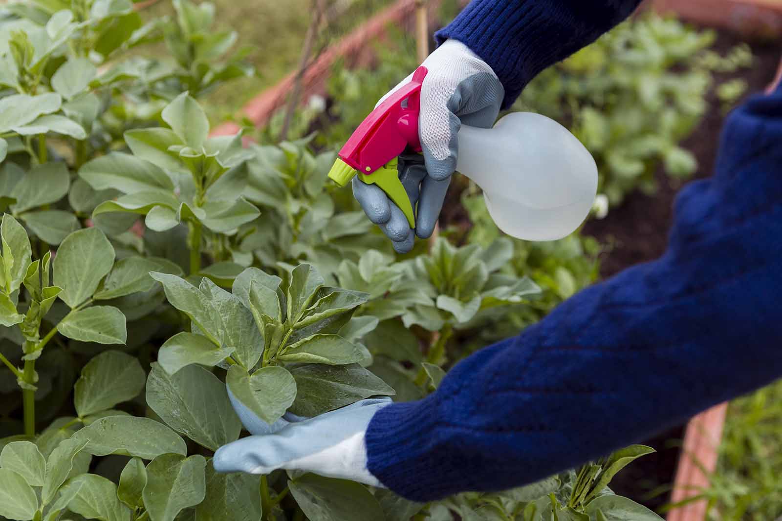 Imagem de duas mãos com luvas e manga longa, aplicando veneno contra formigas em suas plantas da horta, de dia 