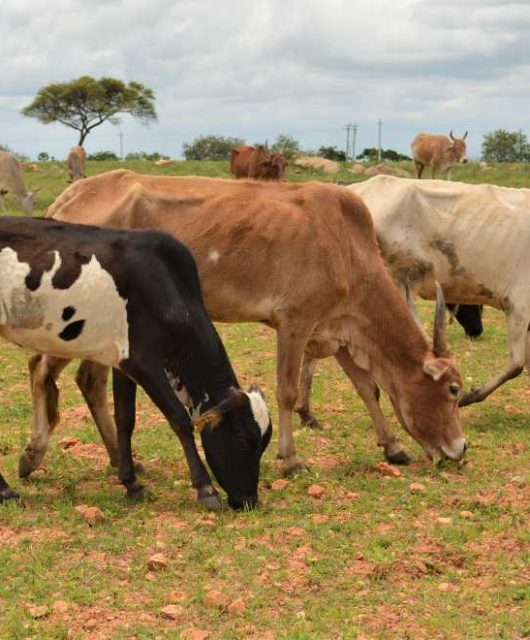 bovinos em um pasto aberto comendo grama