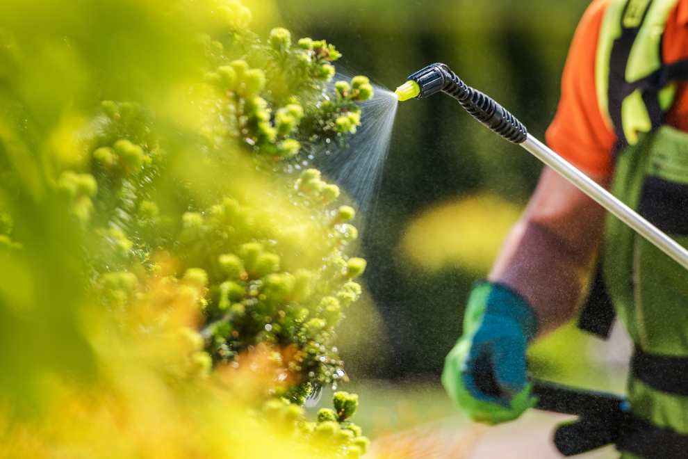 pessoa utilizando pesticida em plantação com borrifando 