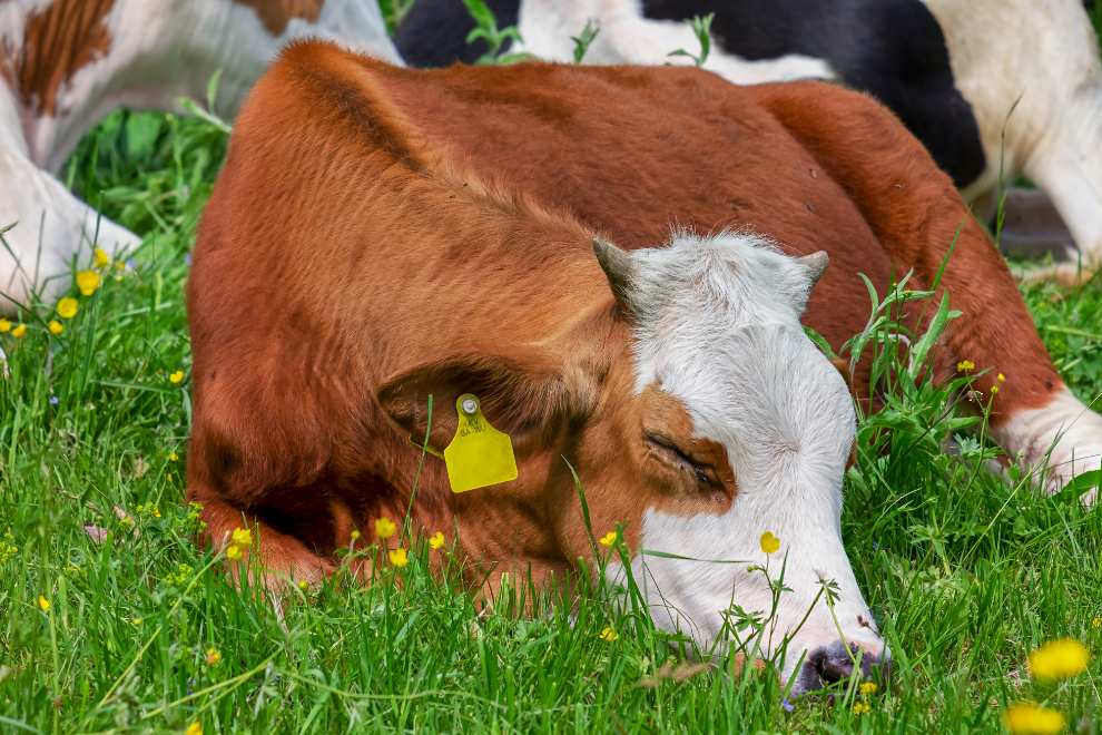 vaca deitada no chão doente no pasto