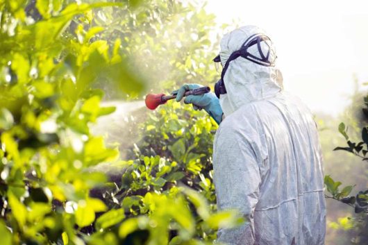 pessoa aplicando pesticida em uma plantação