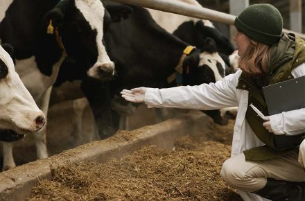 Médica veterinária verificando a saúde das vacas em uma fazenda