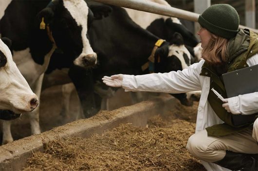 Médica veterinária verificando a saúde das vacas em uma fazenda