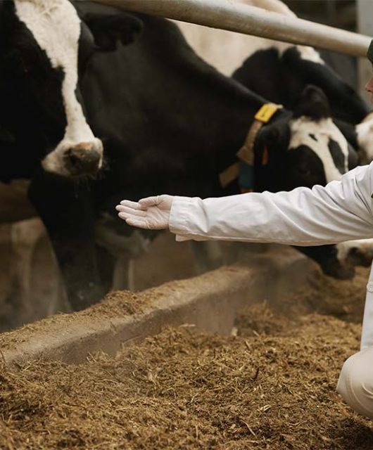 Médica veterinária verificando a saúde das vacas em uma fazenda