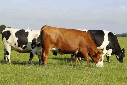 Diversos bovinos se alimentando em um pasto durante o dia.