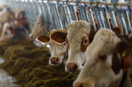 várias vacas juntas se alimentando em uma fazenda