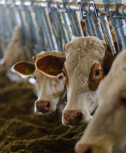 várias vacas juntas se alimentando em uma fazenda