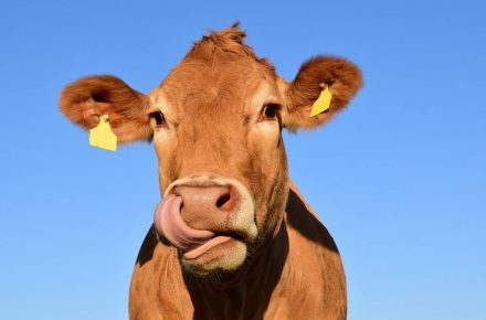 Período de gestação da vaca: quanto tempo, raças e cuidados