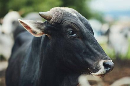 Vaca preta com detalhes marrom pastando no campo