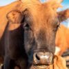 Vaca marrom em fazenda sob céu azul claro