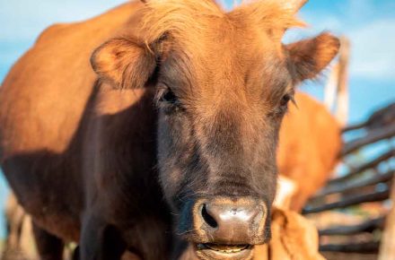 Vaca marrom em fazenda sob céu azul claro