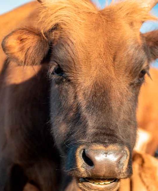 Vaca marrom em fazenda sob céu azul claro
