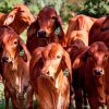 Vacas jovens pastando em um campo verde