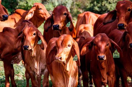 Vacas jovens pastando em um campo verde