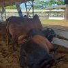 Gado em exposição em viveiro com forragem