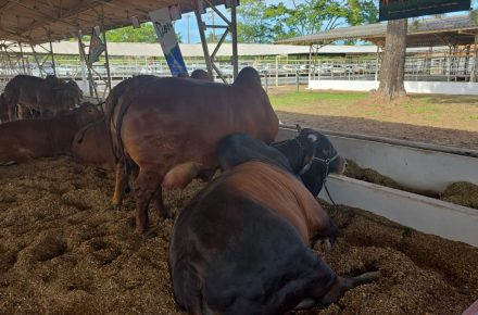 Gado em exposição em viveiro com forragem