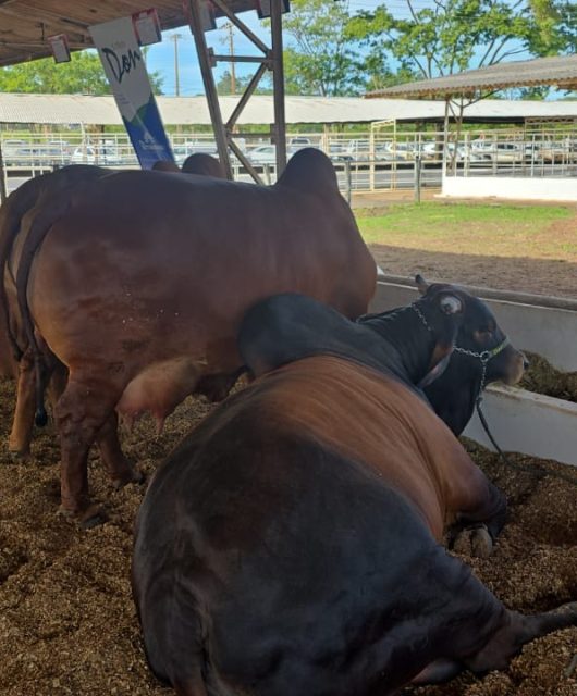 Gado em exposição em viveiro com forragem