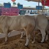 Gado de corte em exposição na feira agropecuária