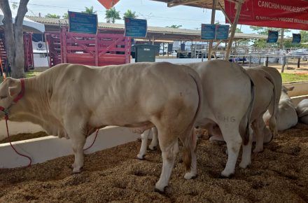 Gado de corte em exposição na feira agropecuária