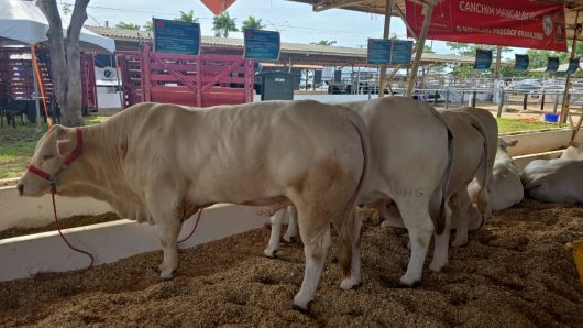 Gado de corte em exposição na feira agropecuária