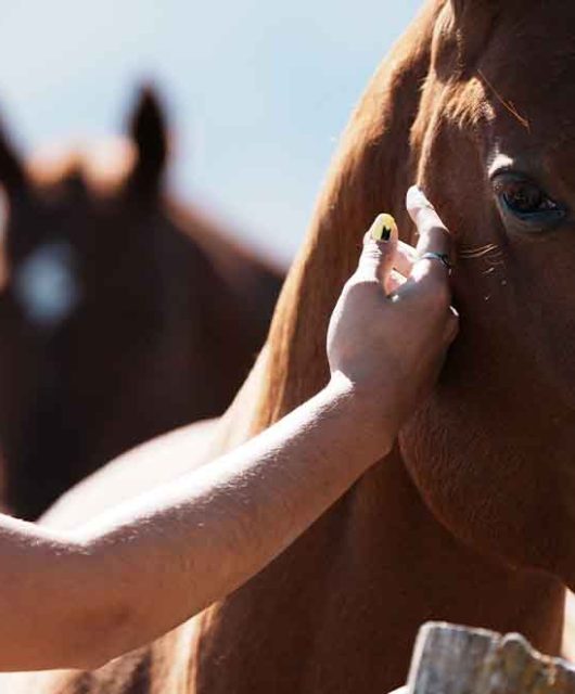 Pessoa acariciando cavalo em fazenda