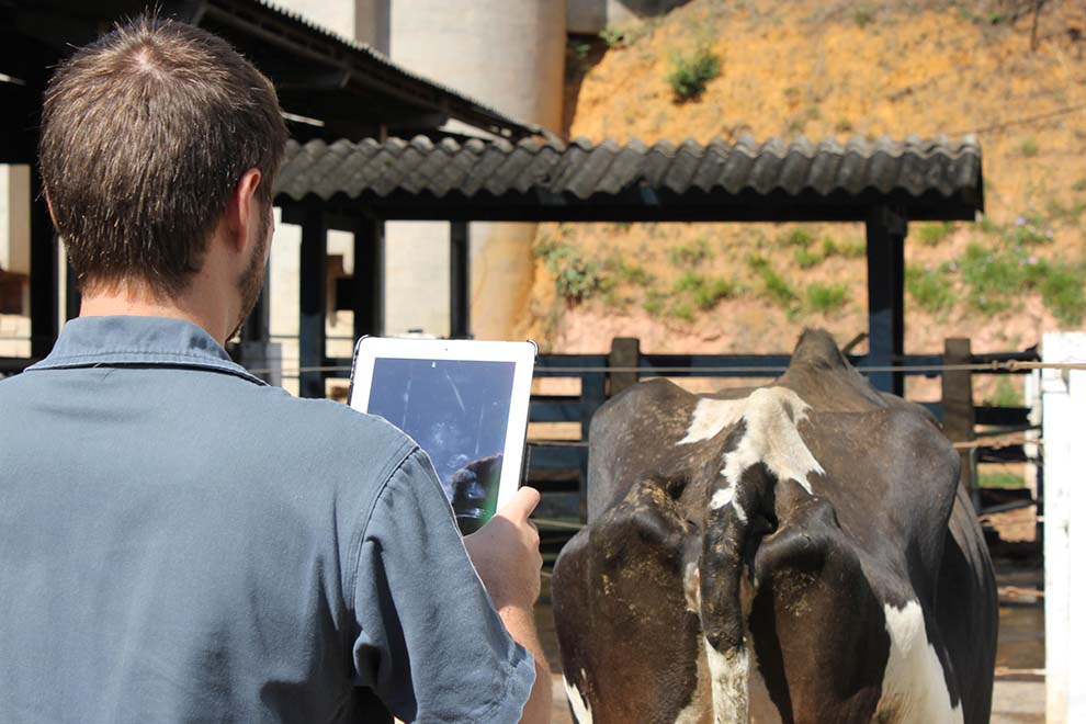 Homem usando tablet em fazenda com vaca ao fundo