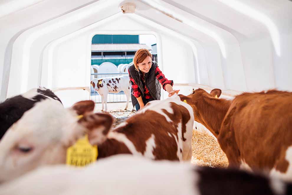 Mulher acaricia bezerros em uma fazenda.