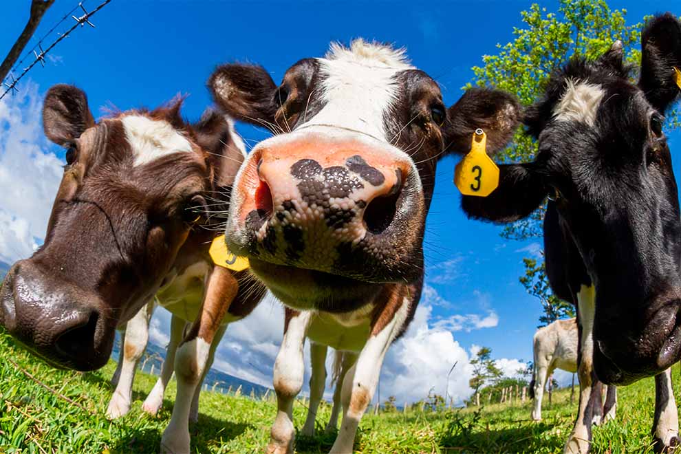 Vacas em pastagem sob céu azul claro