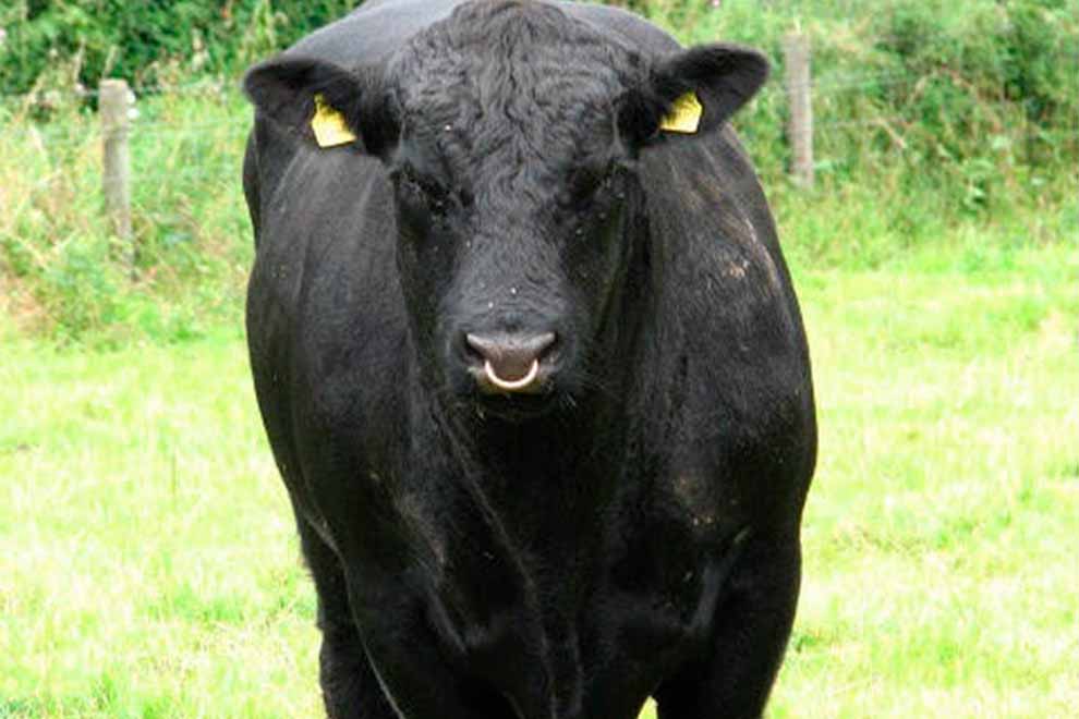 a58971cf97093ec8a34fc9c90b842af6_aberdeenangus.jpg