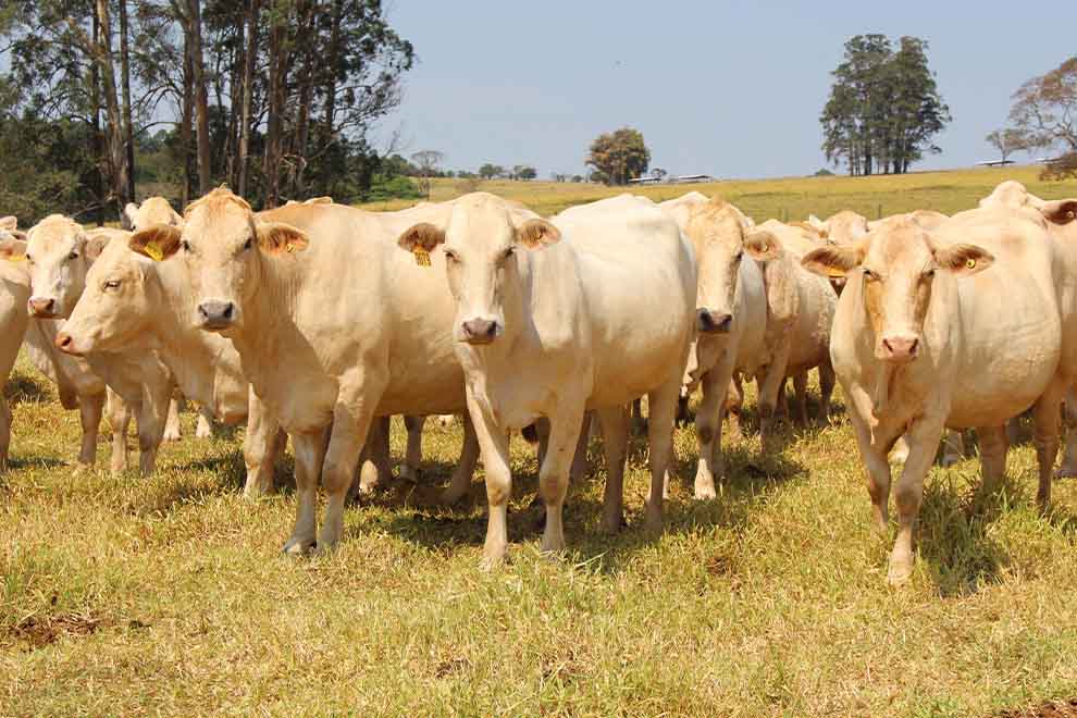 Gado de corte pastando em campo aberto