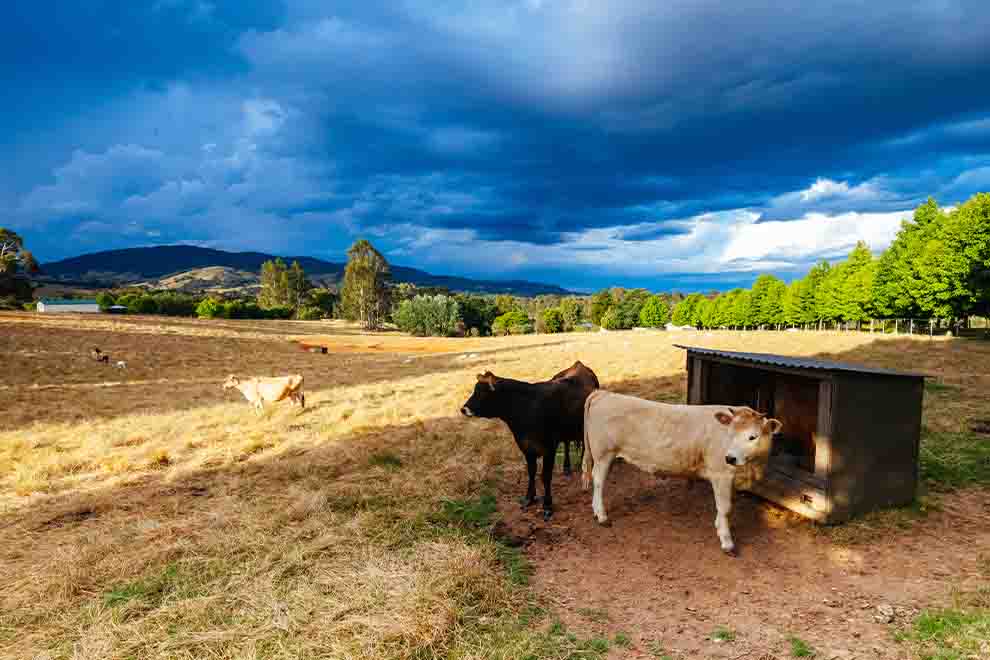 Gado pastando sob céu nublado em campo aberto.