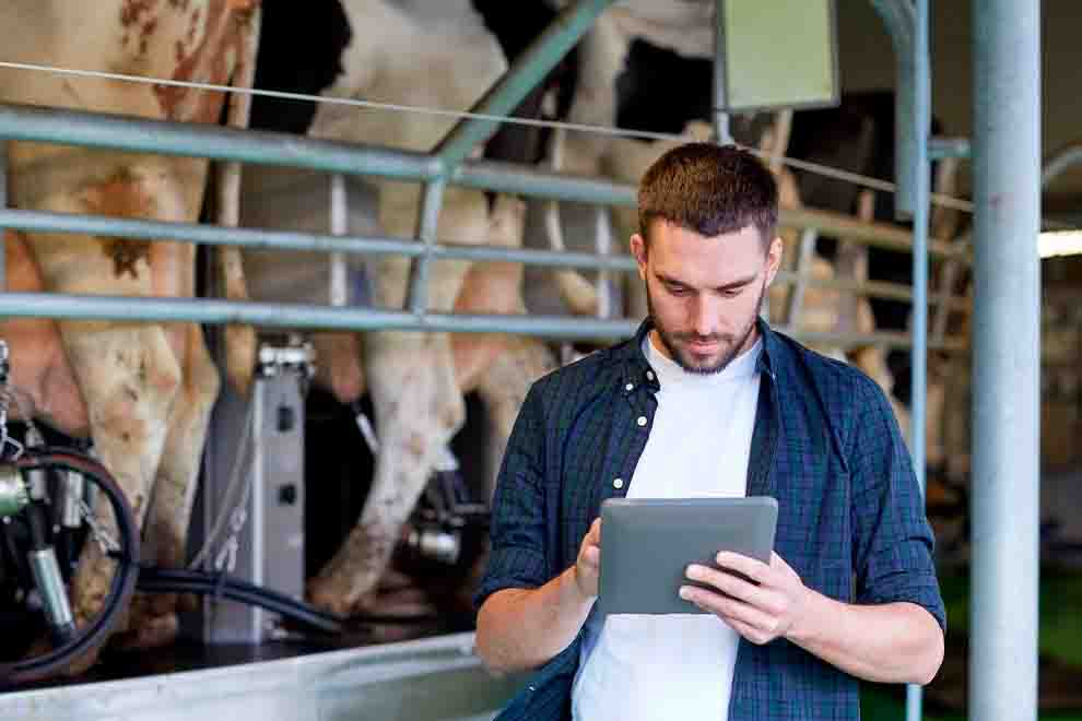 Homem usando tablet em uma fazenda de gado