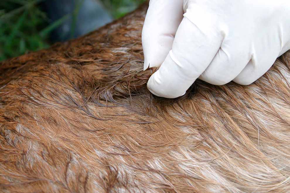 Mão com luva segurando pelo de animal