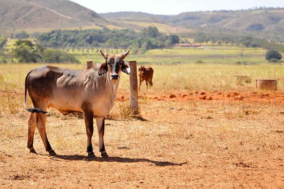 Vaca pastando em campo com montanhas ao fundo