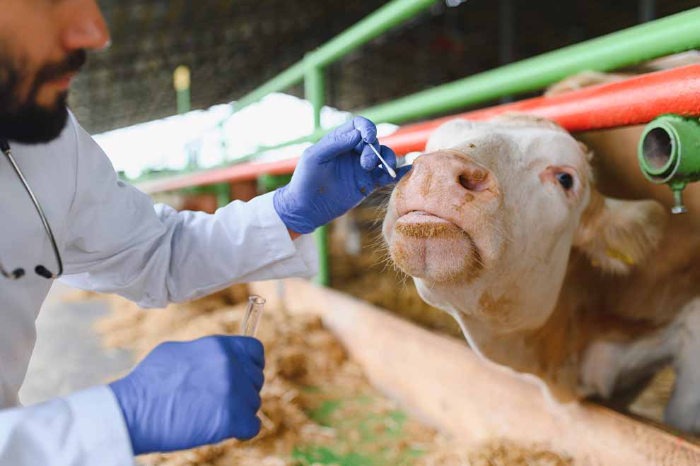 Veterinário realizando exame em vaca leiteira
